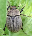 Phyllophaga squamipilosa - photo 3