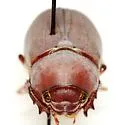 Phyllophaga submucida - photo 2
