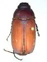 Phyllophaga submucida - photo 3