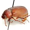 Phyllophaga submucida - photo 5