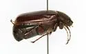 Phyllophaga subtonsa - photo 2
