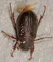 Phyllophaga sylvatica