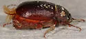 Phyllophaga sylvatica - photo 2