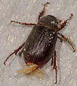 Phyllophaga sylvatica - photo 3
