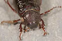 Phyllophaga sylvatica - photo 4