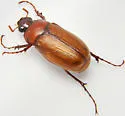 Phyllophaga torta - photo 2