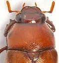 Phyllophaga torta - photo 3