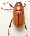 Phyllophaga torta - photo 4