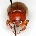 Phyllophaga trichodes - photo 2