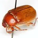 Phyllophaga trichodes - photo 3