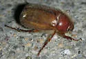 Phyllophaga tristis