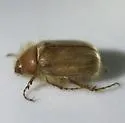 Phyllophaga tristis - photo 2