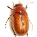 Phyllophaga tristis - photo 3