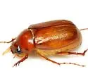 Phyllophaga tristis - photo 4