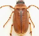 Phyllophaga tusa - Phyllophaga tusa