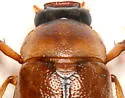 Phyllophaga tusa - photo 2