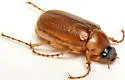 Phyllophaga tusa - photo 3