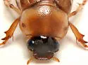 Phyllophaga tusa - photo 4
