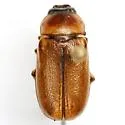 Phyllophaga tusa - photo 5