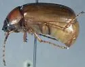 Phyllophaga uniformis