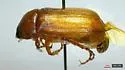 Phyllophaga uniformis - photo 3
