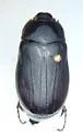 Phyllophaga vehemens - Phyllophaga vehemens
