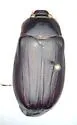 Phyllophaga vehemens - photo 2