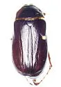 Phyllophaga vehemens - photo 3
