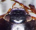 Phyllophaga vehemens - photo 4