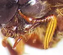 Phyllophaga vehemens - photo 5