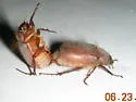 Phyllophaga vetula - Phyllophaga vetula