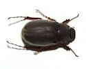 Phyllophaga vetula - photo 2