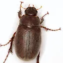 Phyllophaga vetula - photo 3