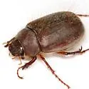 Phyllophaga vetula - photo 4