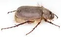 Phyllophaga vetula - photo 5