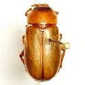 Phyllophaga vexata - photo 2