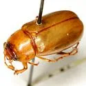 Phyllophaga vexata - photo 3