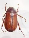 Phyllophaga vilifrons - photo 2