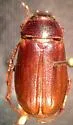 Phyllophaga vilifrons - photo 3