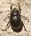 Phyllophaga zavalana - Phyllophaga zavalana