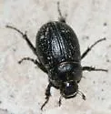 Phyllophaga zavalana - photo 2