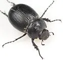 Phyllophaga zavalana - photo 4