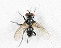 Phyllophilopsis nitens