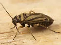 Phyllopidea picta - photo 2