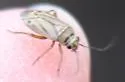 Phyllopidea picta - photo 4