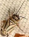 Phyllopidea picta - photo 5