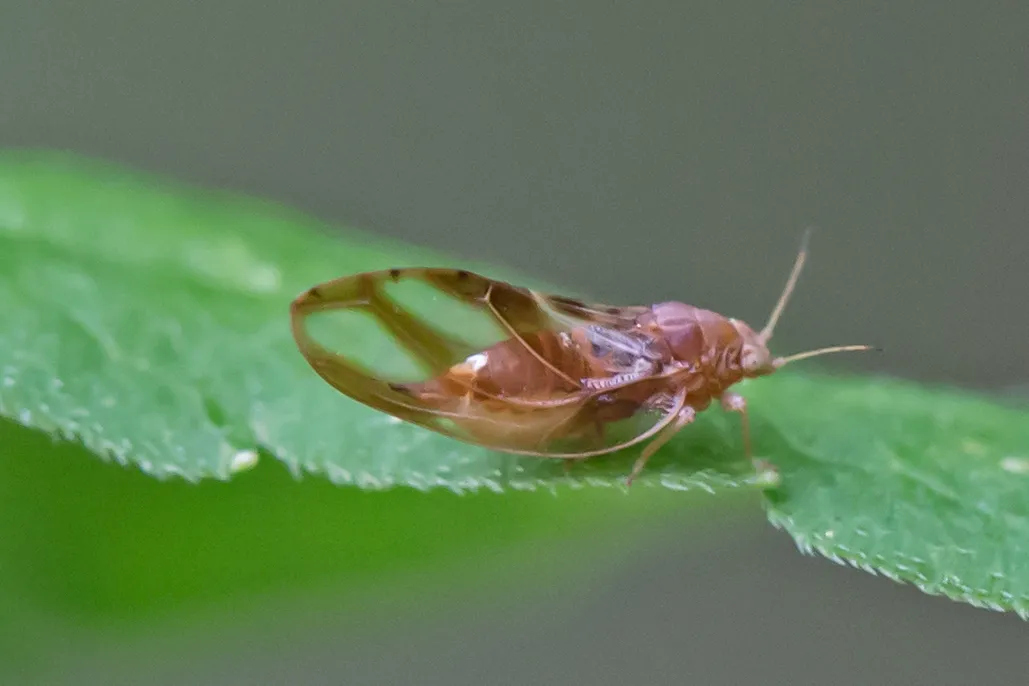 Blackberry Psyllid