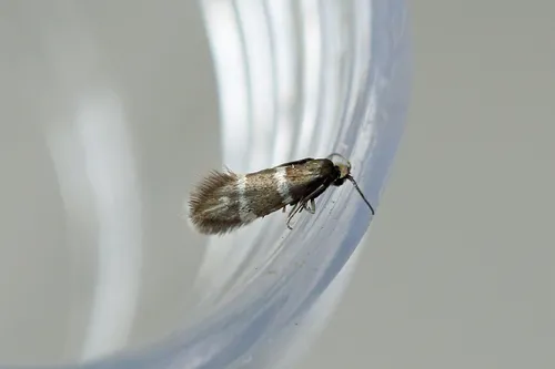 Phylloporia bistrigella