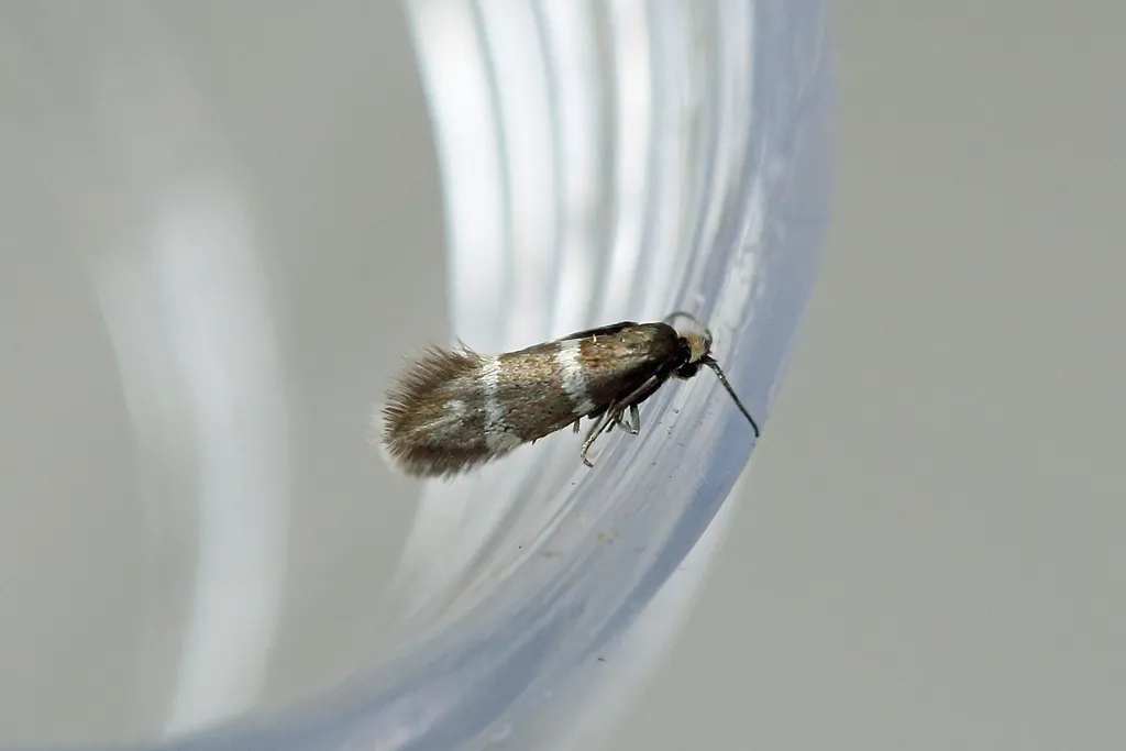 Phylloporia bistrigella - photo 2