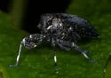 Phylloscelis pallescens